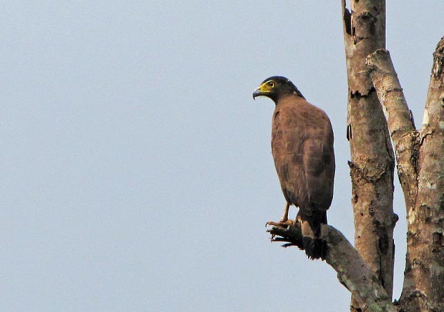 Crested Serpent-Eagle - ML34484311
