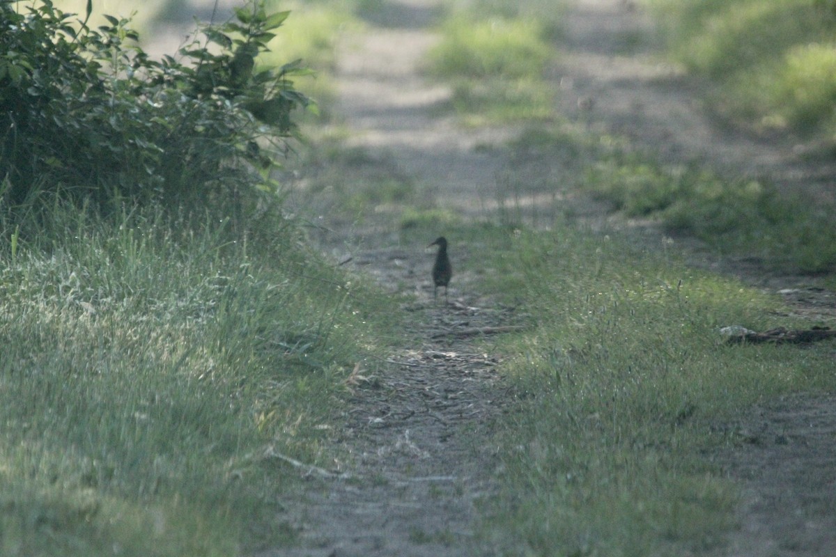 Virginia Rail - ML344843531