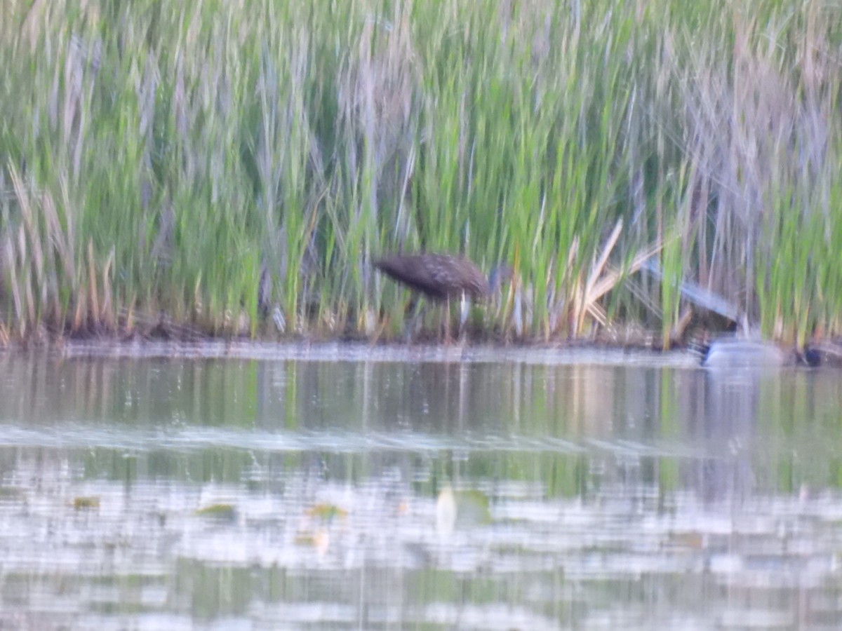 Limpkin - Sue Dallman