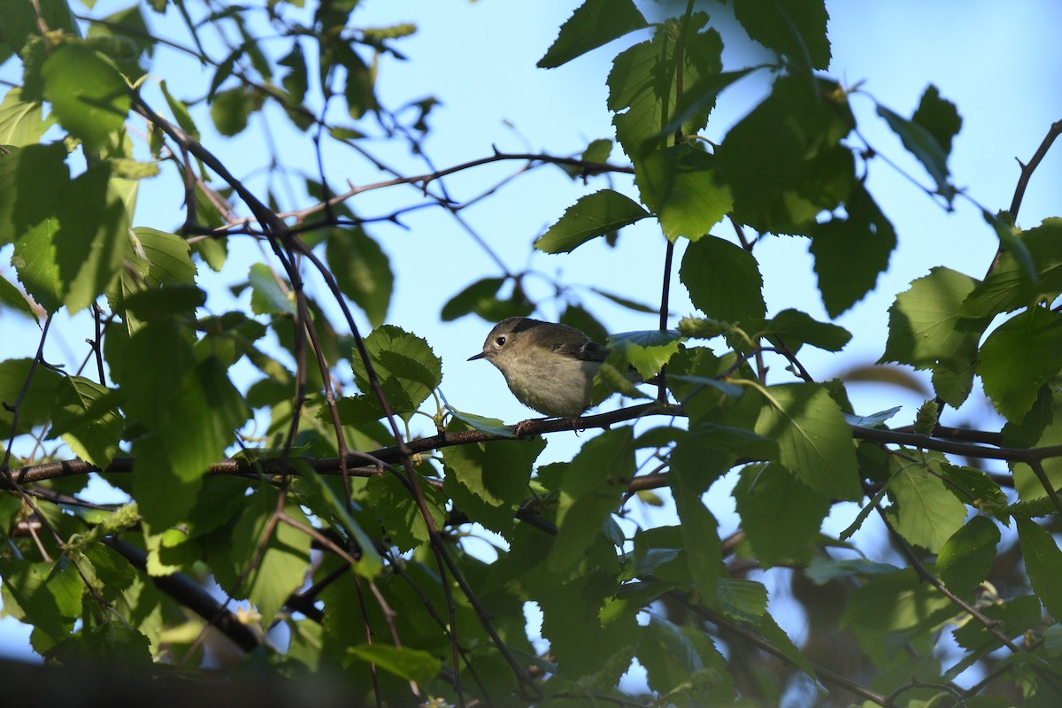 Ruby-crowned Kinglet - terence zahner