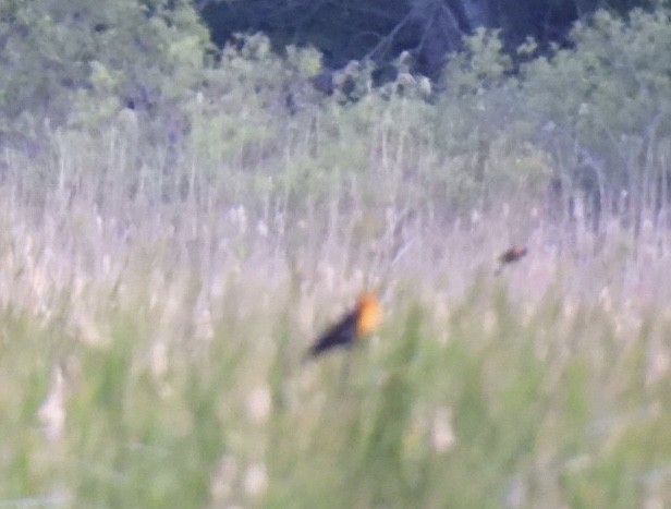 Yellow-headed Blackbird - ML344844931