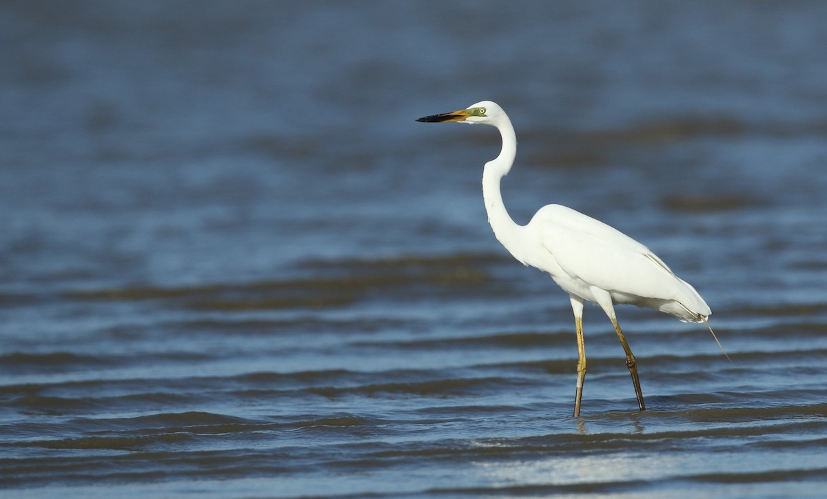 Great Egret - ML34484521