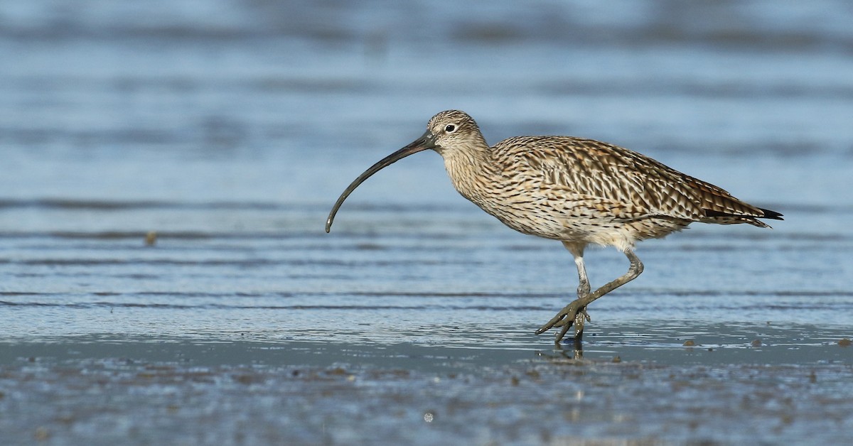 Far Eastern Curlew - ML34484581