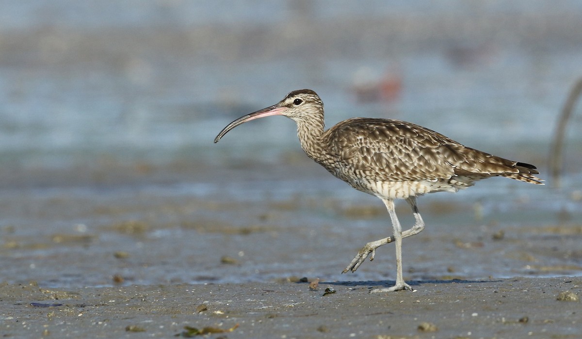 Regenbrachvogel (variegatus/rogachevae) - ML34484641