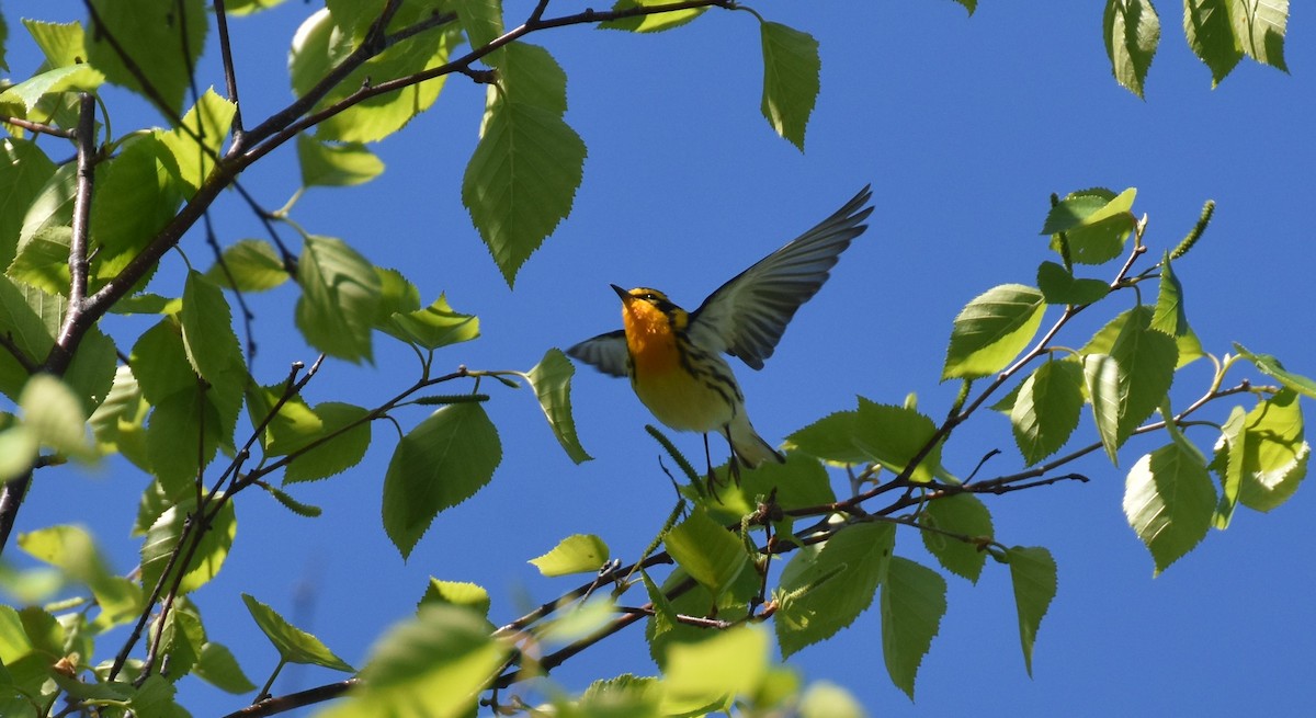 Blackburnian Warbler - ML344847081
