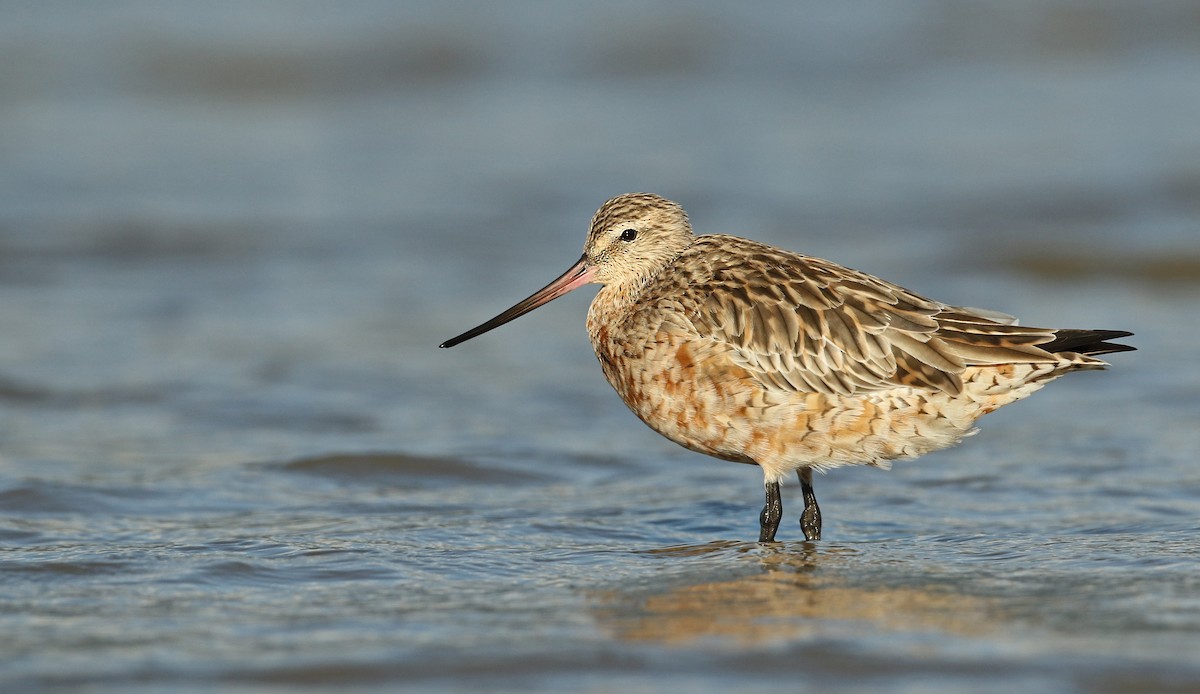 Bar-tailed Godwit - Luke Seitz