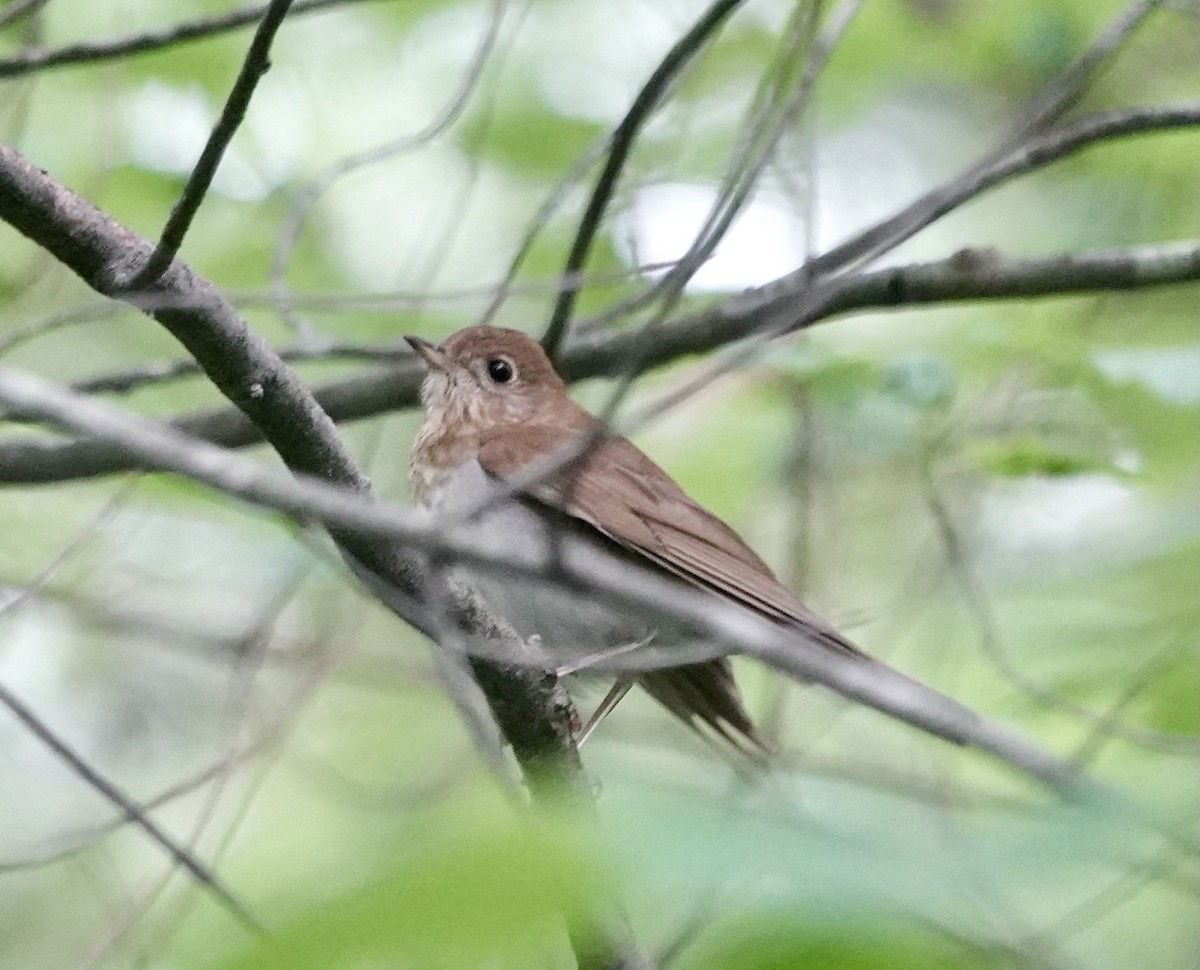 Veery - ML344847581
