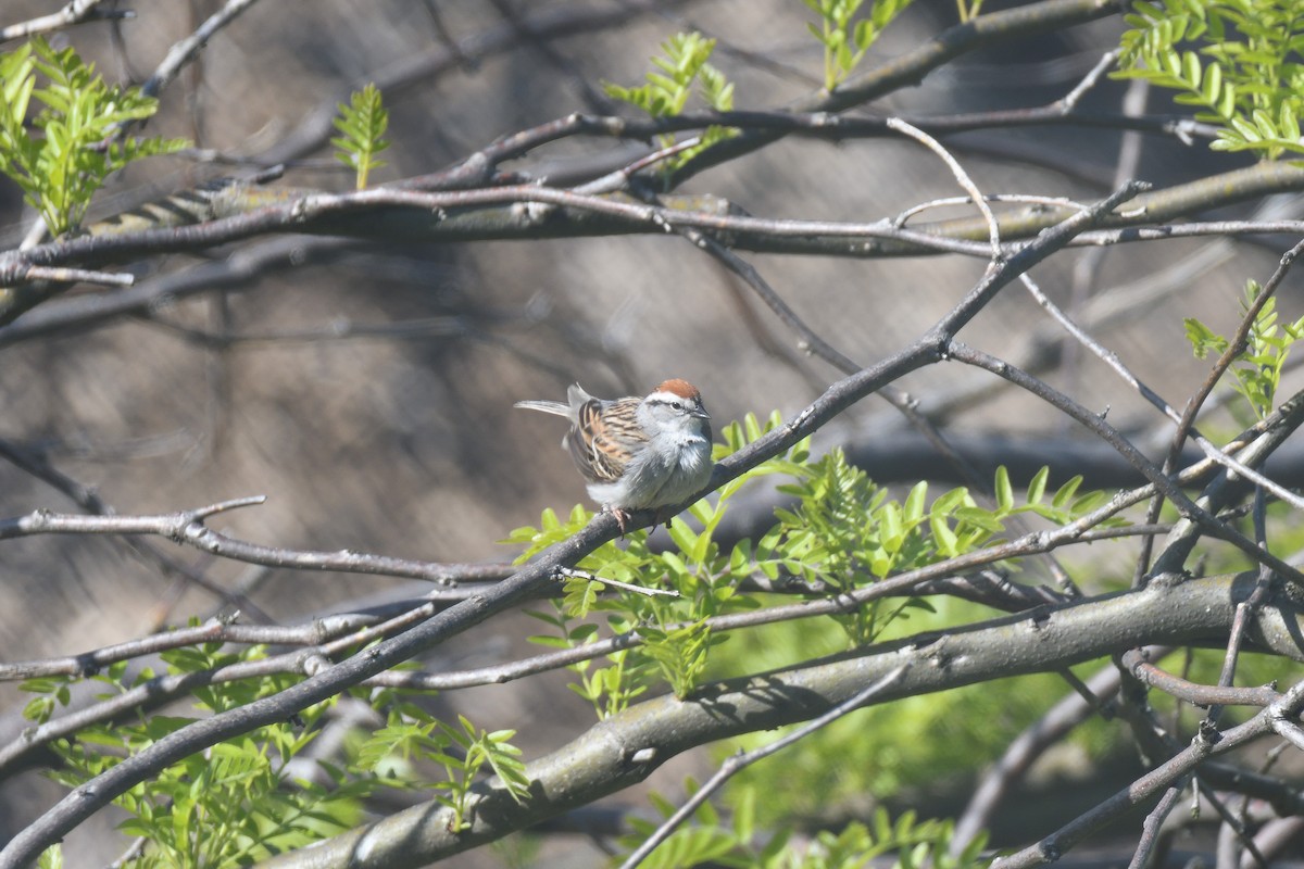 Chipping Sparrow - ML344848401