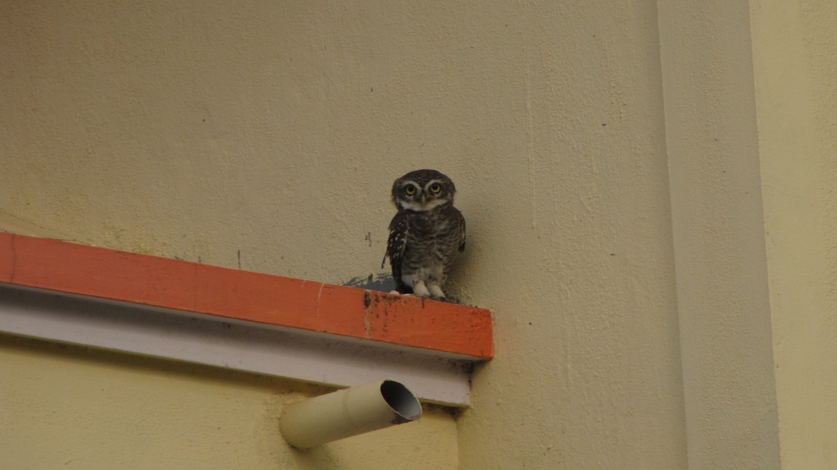 Spotted Owlet - ML34484841