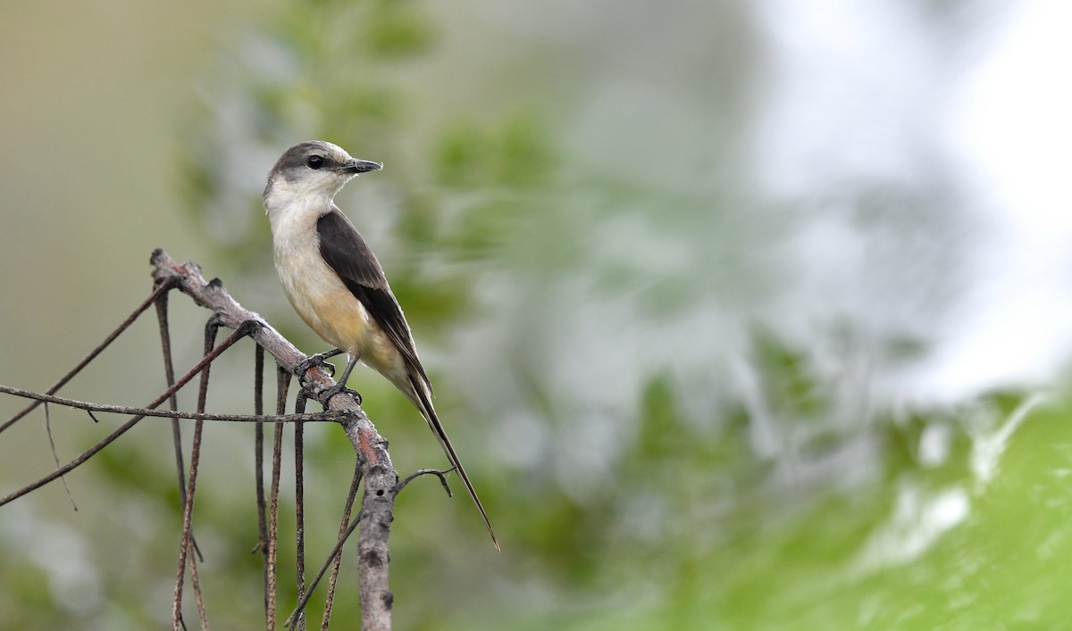 Brown-rumped Minivet - ML344849071