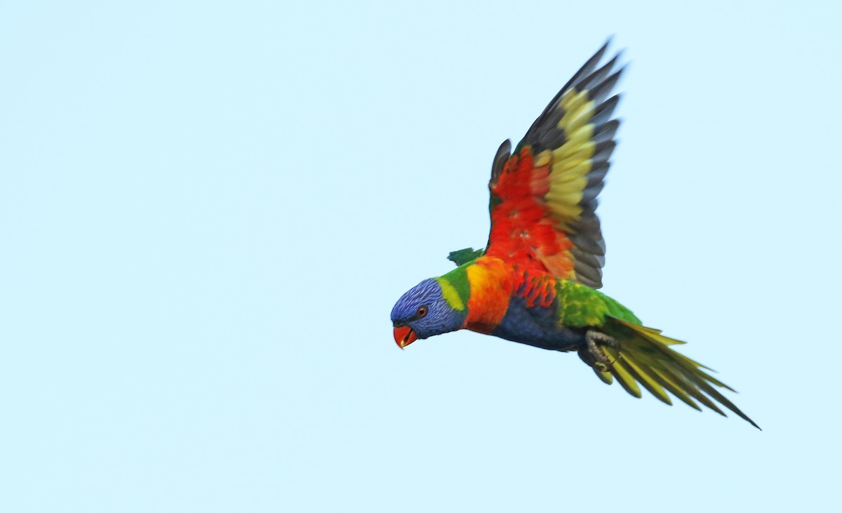 Rainbow Lorikeet - Luke Seitz