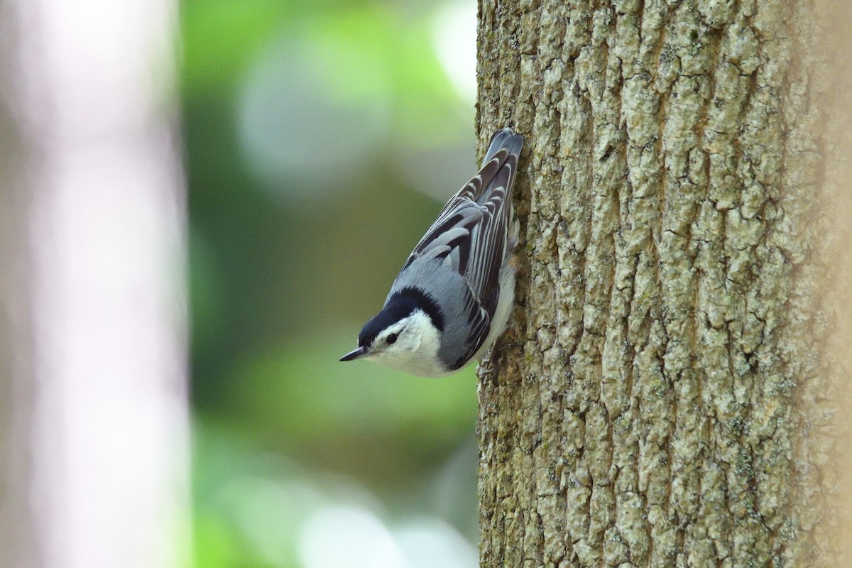 White-breasted Nuthatch (Eastern) - ML344849511