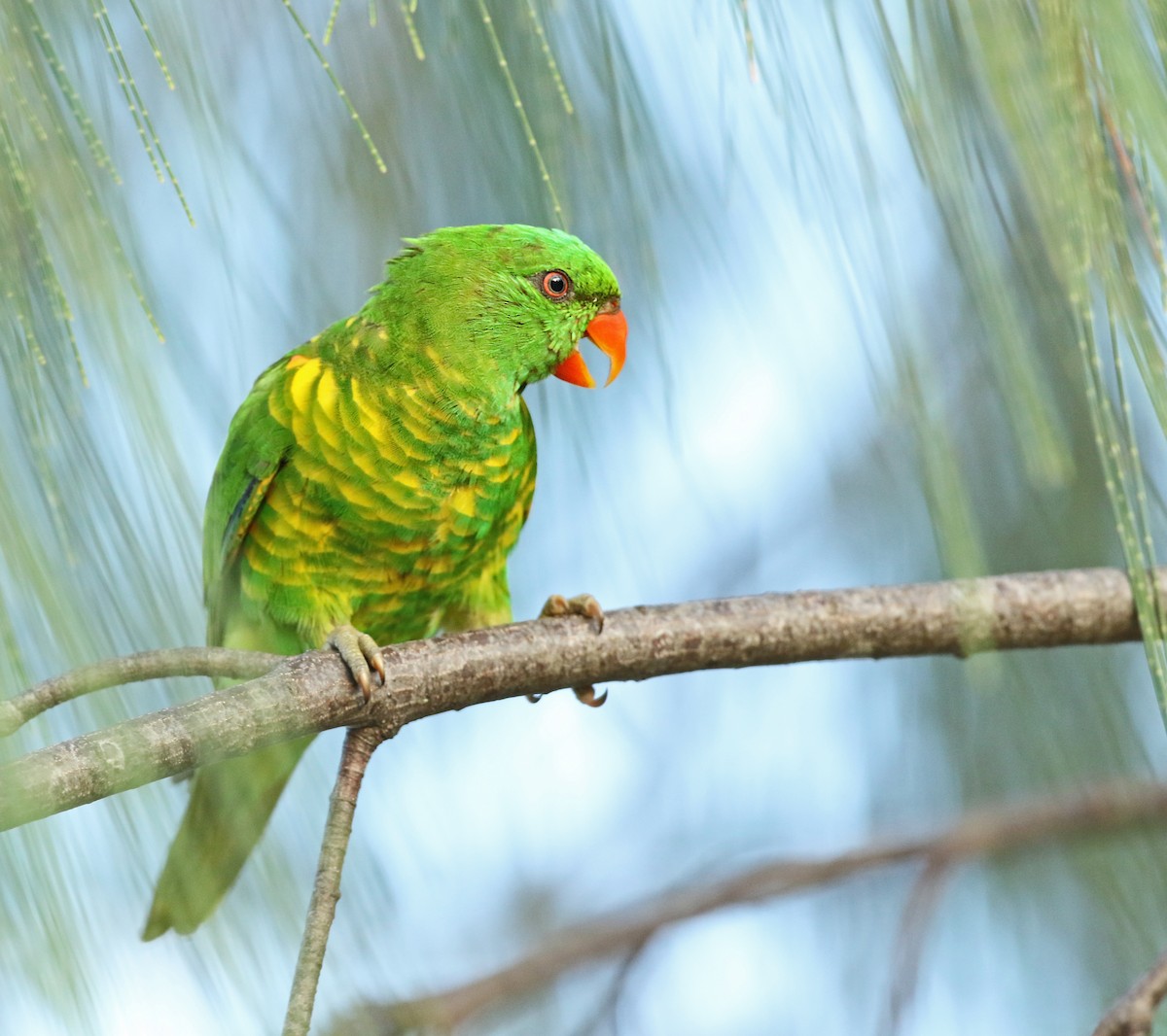 Scaly-breasted Lorikeet - ML34484971