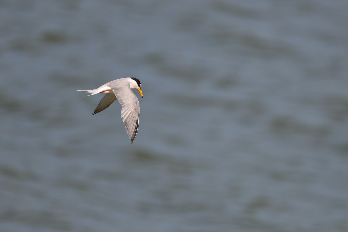 Little Tern - ML344850731