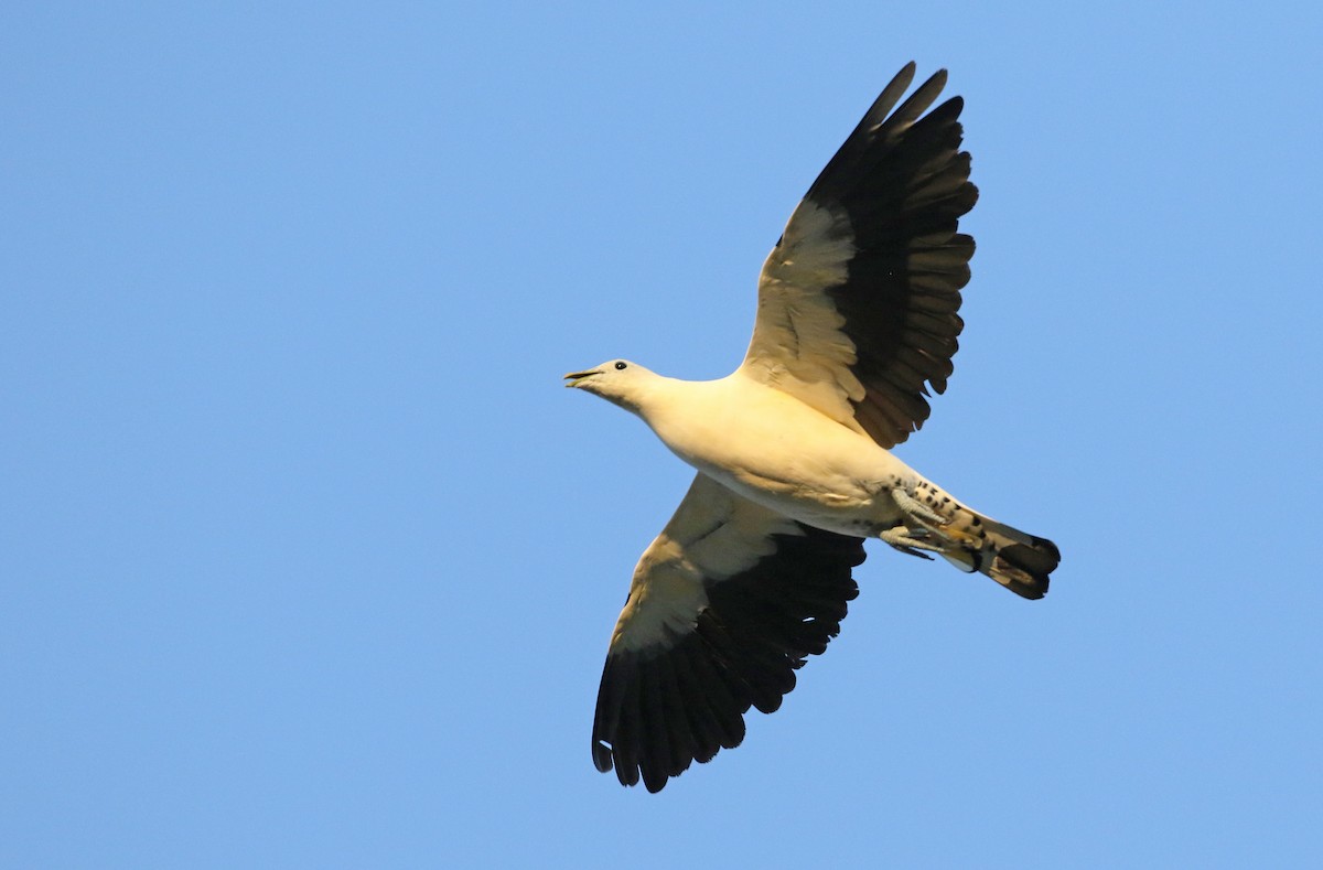 Torresian Imperial-Pigeon - ML34485131