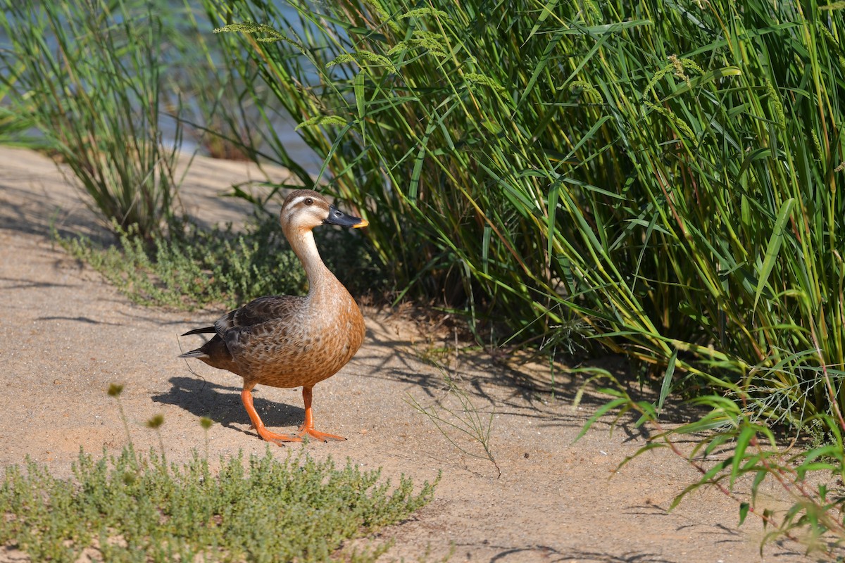 Eastern Spot-billed Duck - ML344851601