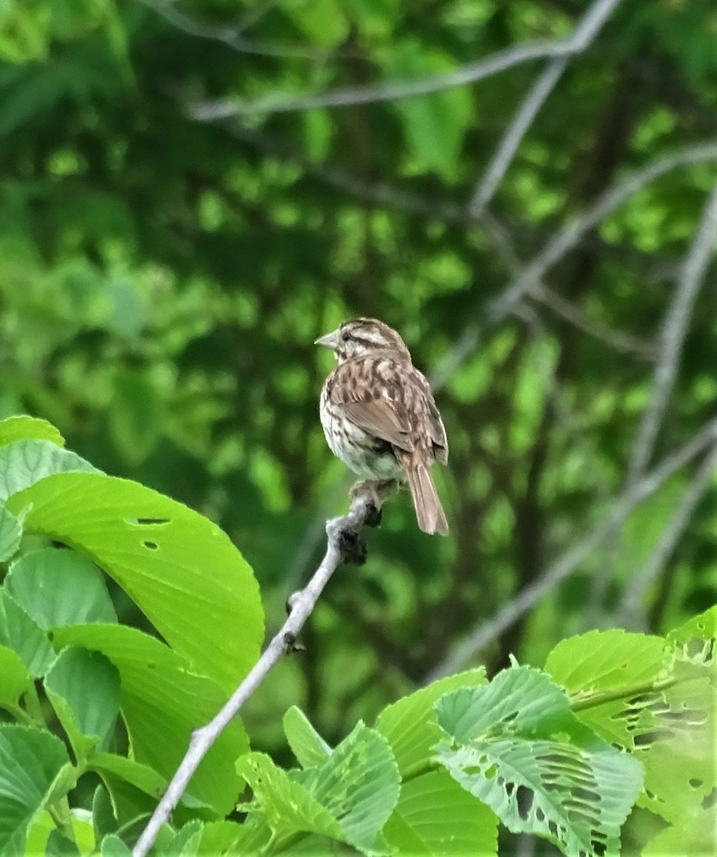 Song Sparrow - ML344852771