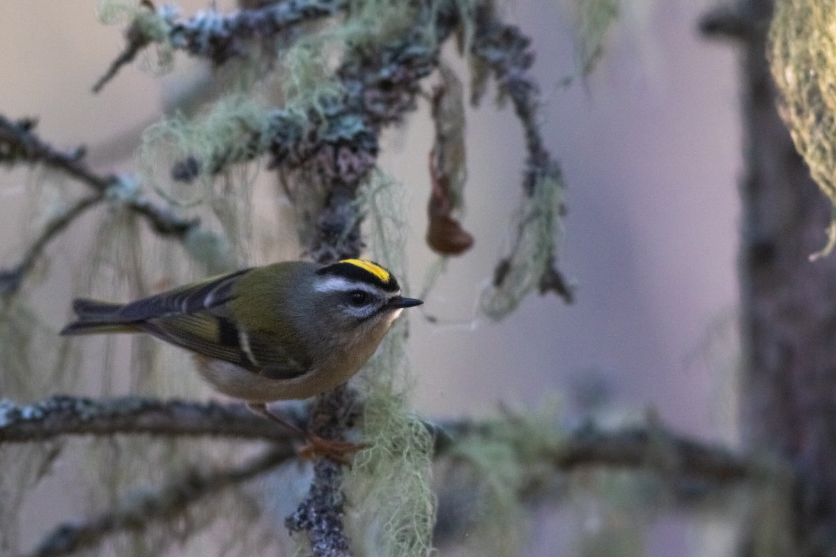 Golden-crowned Kinglet - Justin Saunders