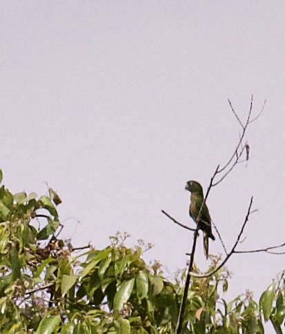 Olive-throated Parakeet (Jamaican) - ML344853451