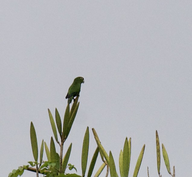 Olive-throated Parakeet (Jamaican) - ML344853481