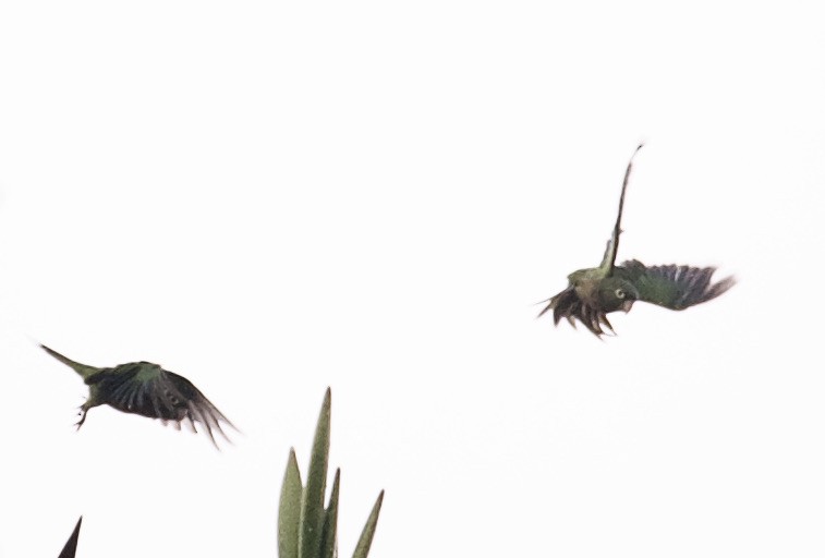 Olive-throated Parakeet (Jamaican) - ML344853701