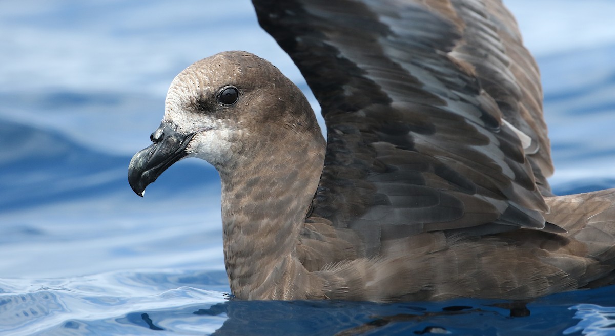 Gray-faced Petrel - ML34485401