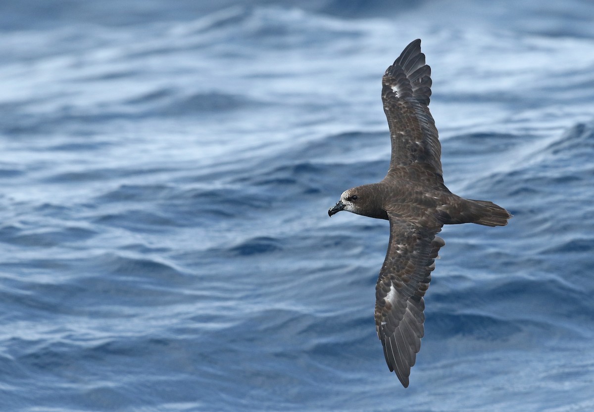 Petrel Carigrís - ML34485421