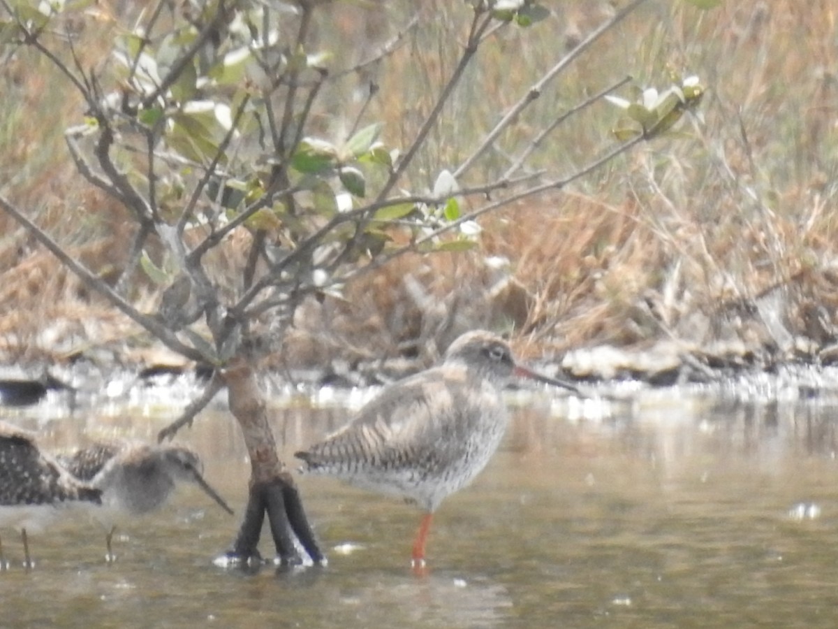 Common Redshank - ML344854591