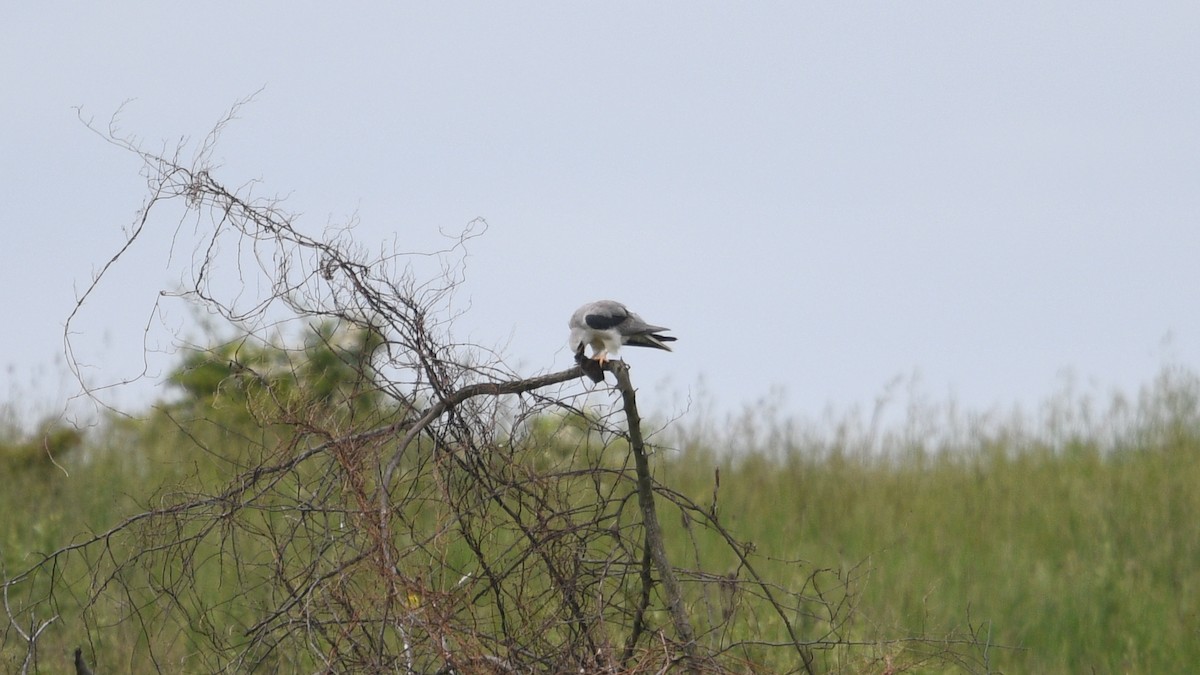 White-tailed Kite - ML344856741