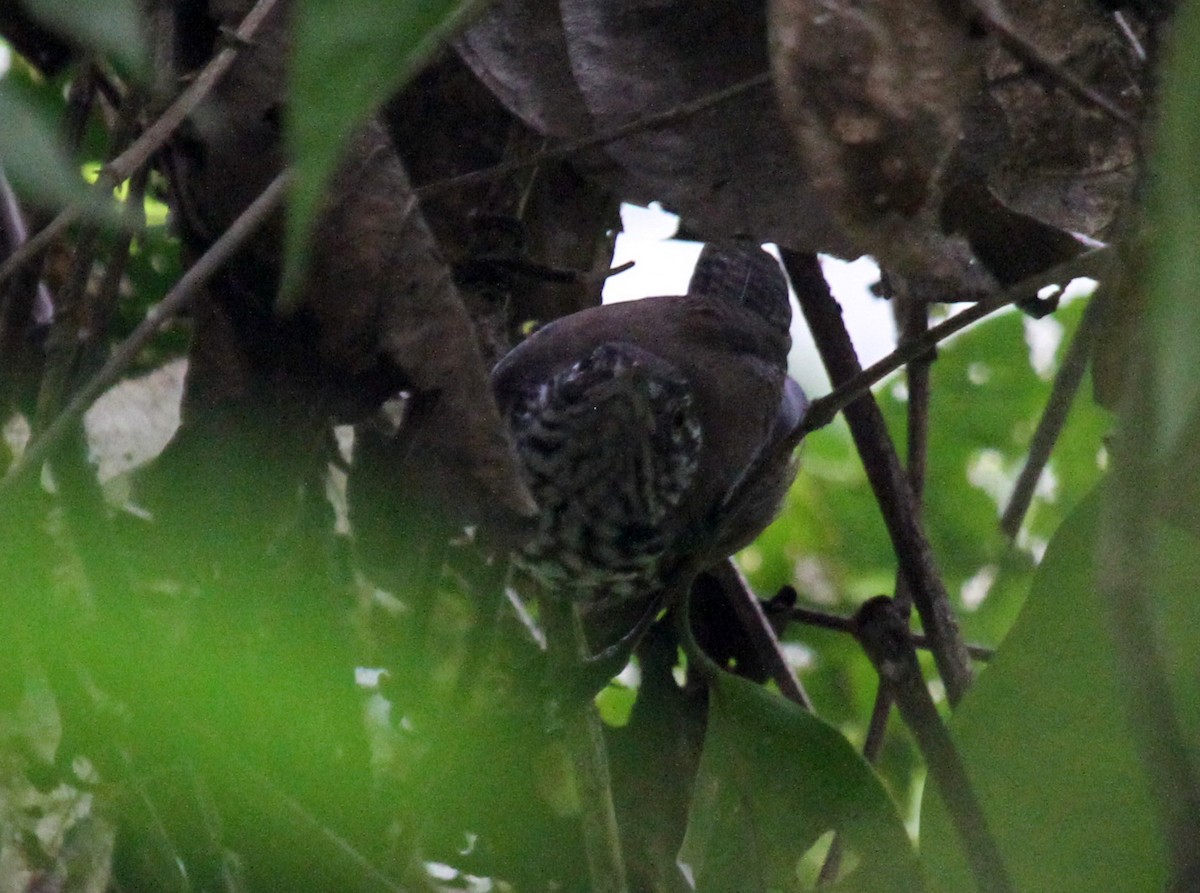 Stripe-breasted Wren - Matthew Grube