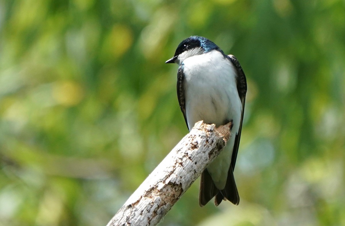 Tree Swallow - Indira Thirkannad
