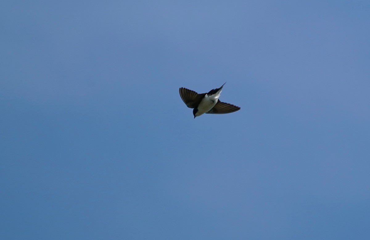 Golondrina Bicolor - ML344859051