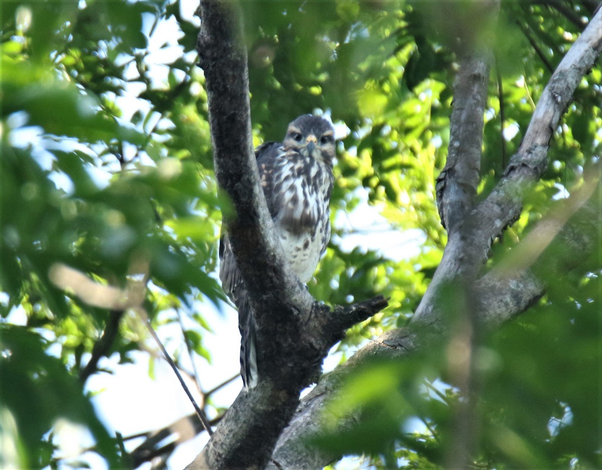 Gray Hawk - ML344859181