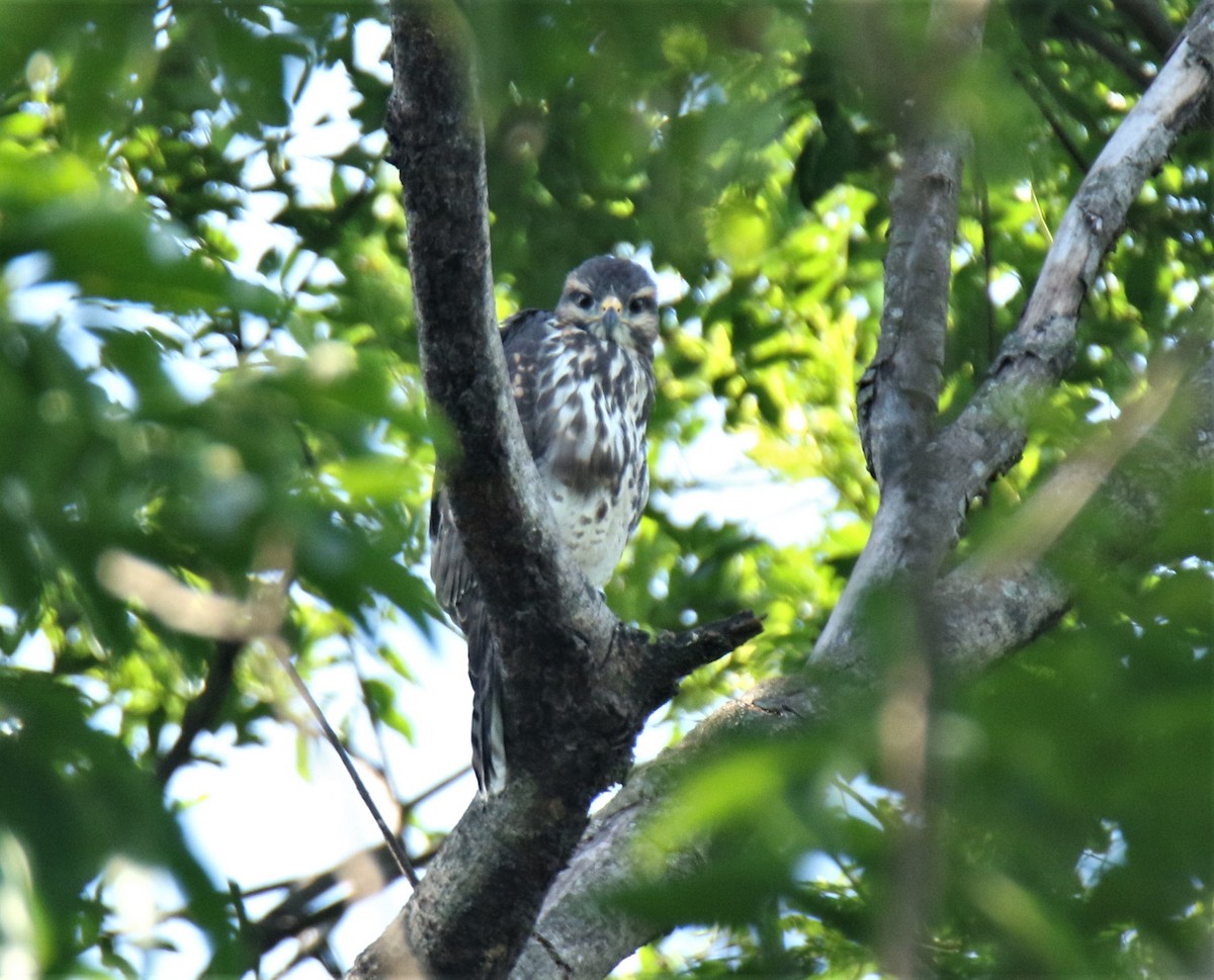 Gray Hawk - ML344859201