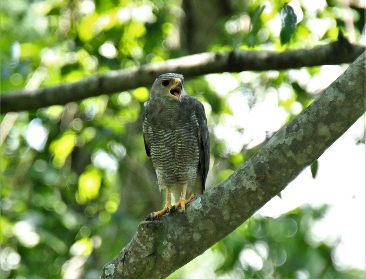 Gray Hawk - ML344859541