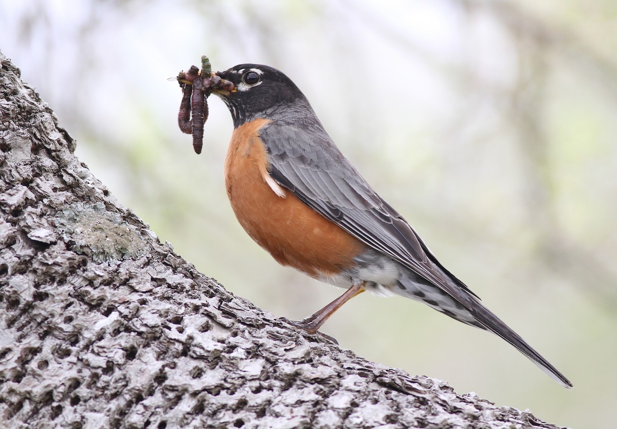 American Robin - ML344859921