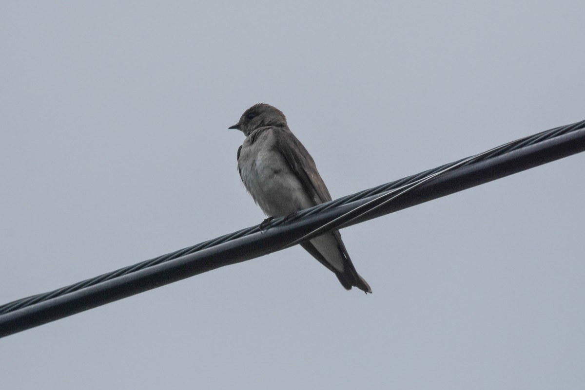 Northern Rough-winged Swallow - ML344860881