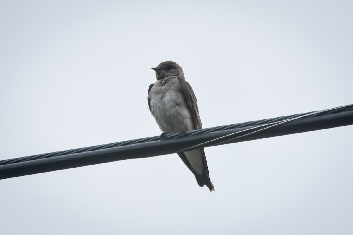 Northern Rough-winged Swallow - ML344860891