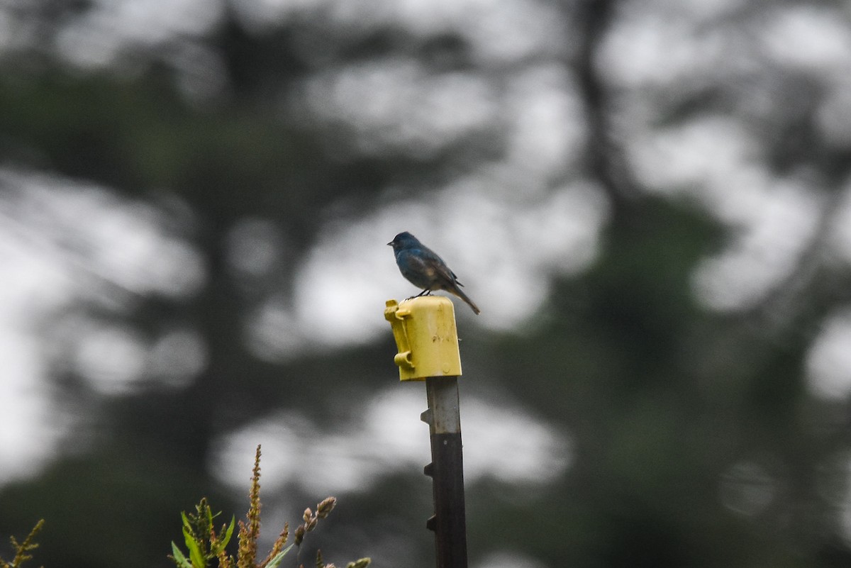 Indigo Bunting - ML344860901