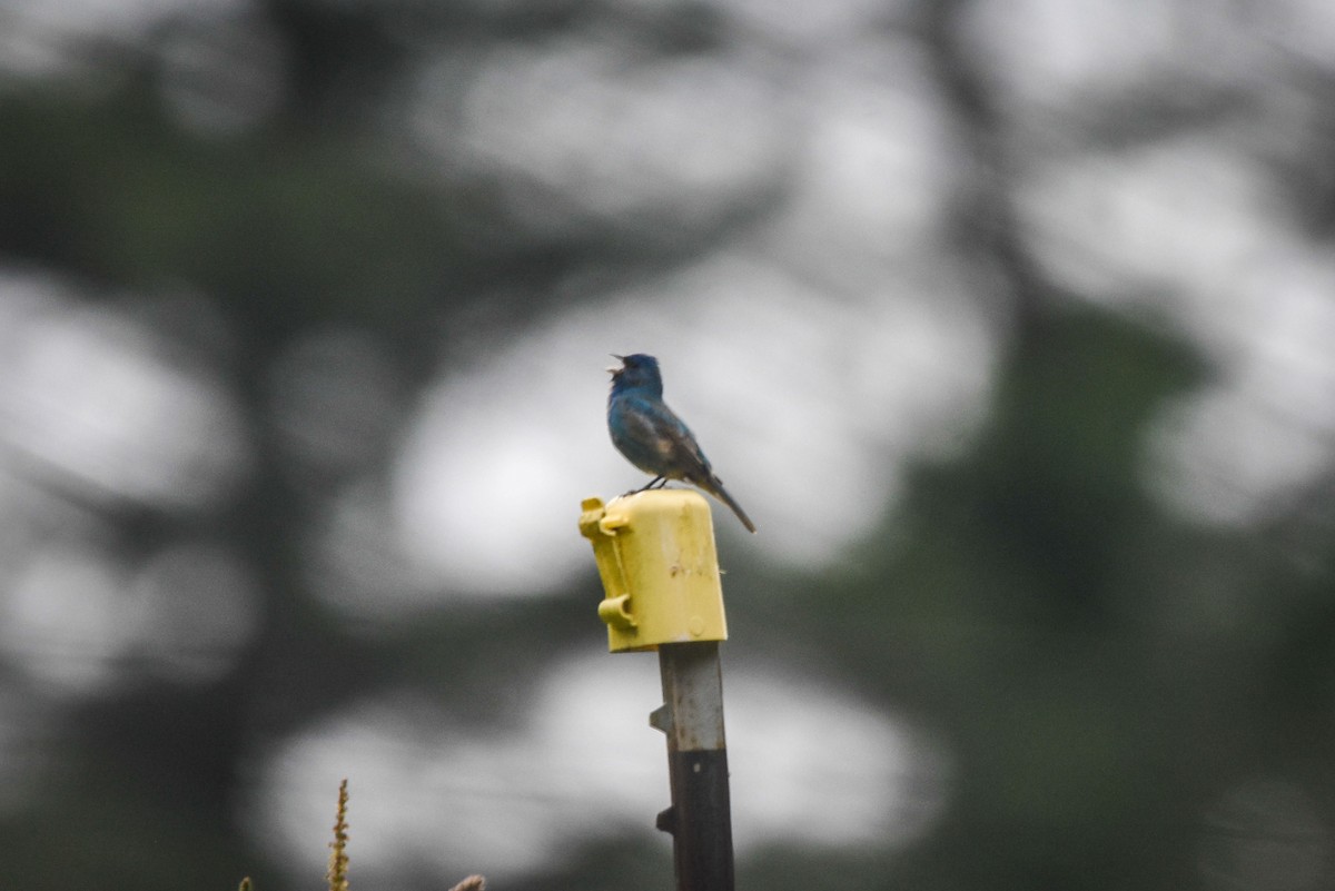 Indigo Bunting - ML344860911