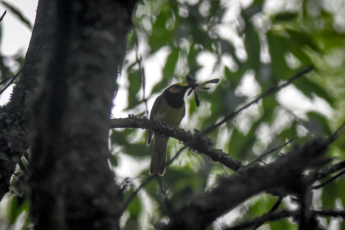 Hooded Warbler - ML344861091