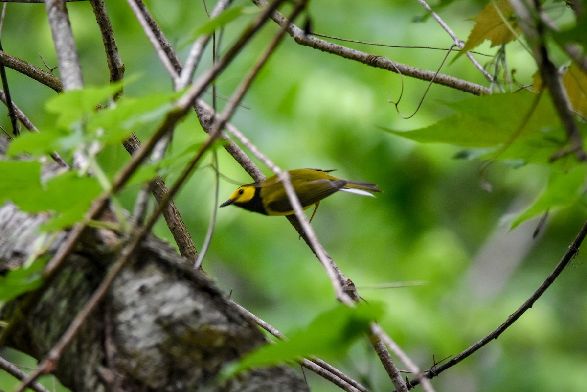 Hooded Warbler - ML344861101