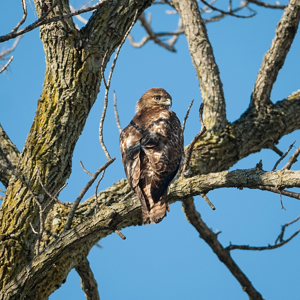 Red-tailed Hawk - ML34486221