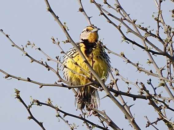 Eastern Meadowlark (Eastern) - ML344863551