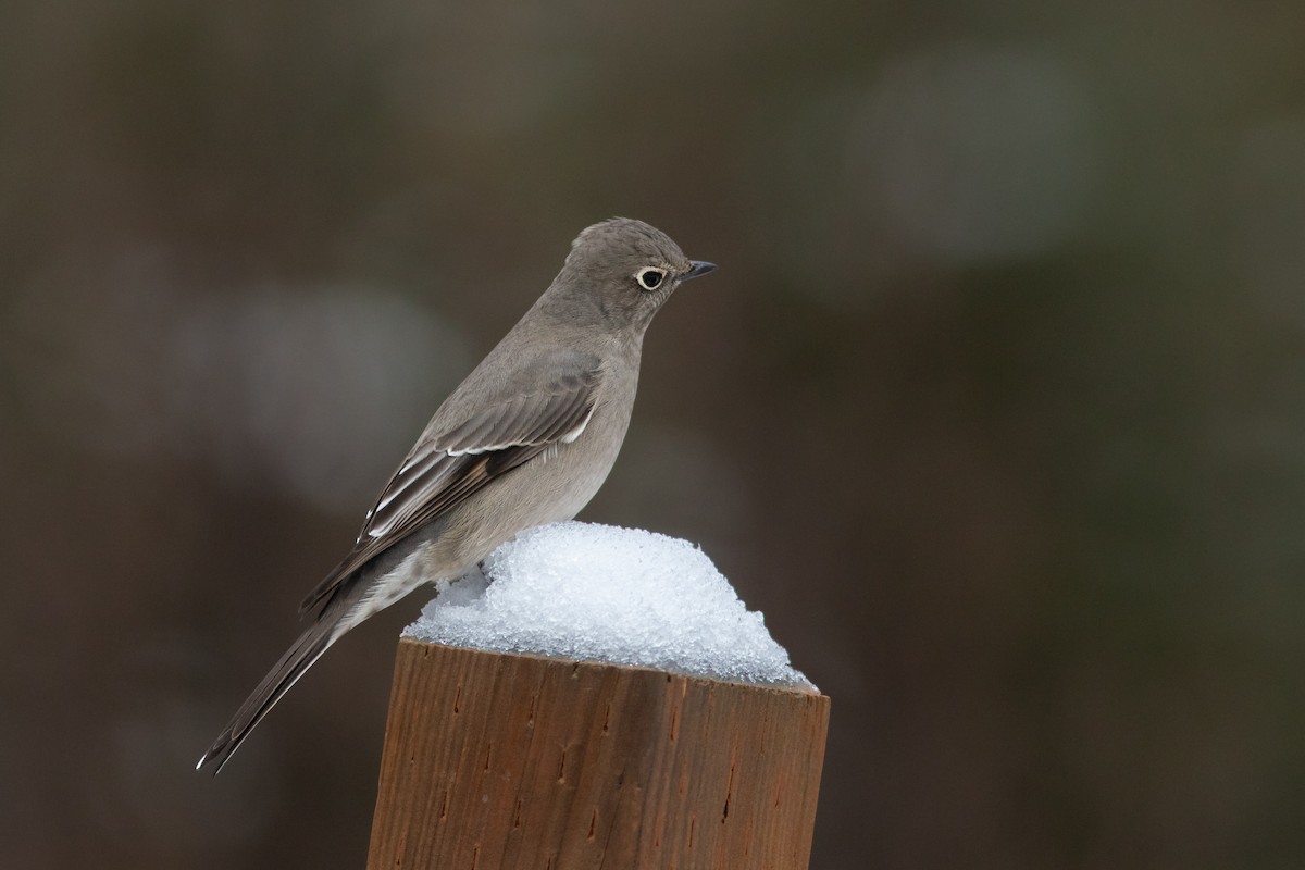 Townsend's Solitaire - ML344863631