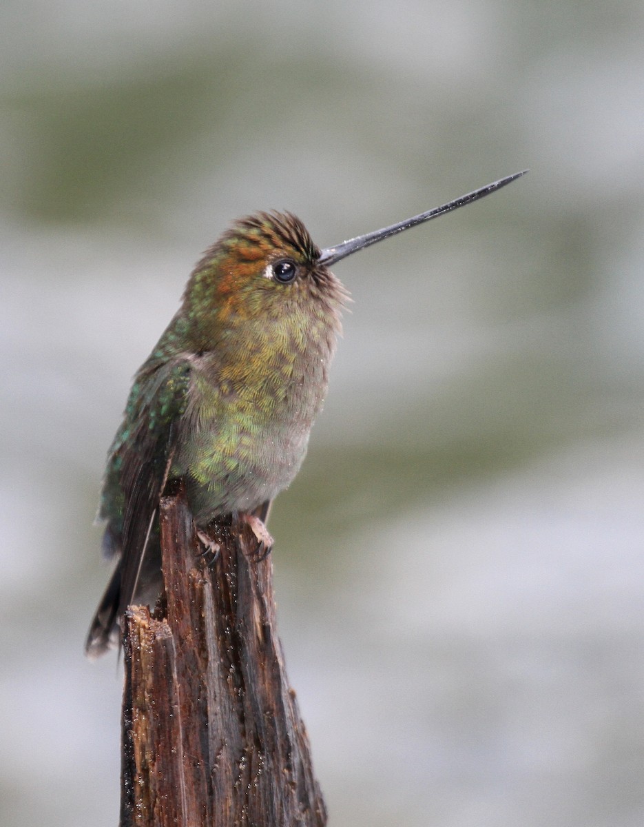kolibřík zelenočelý - ML34486441