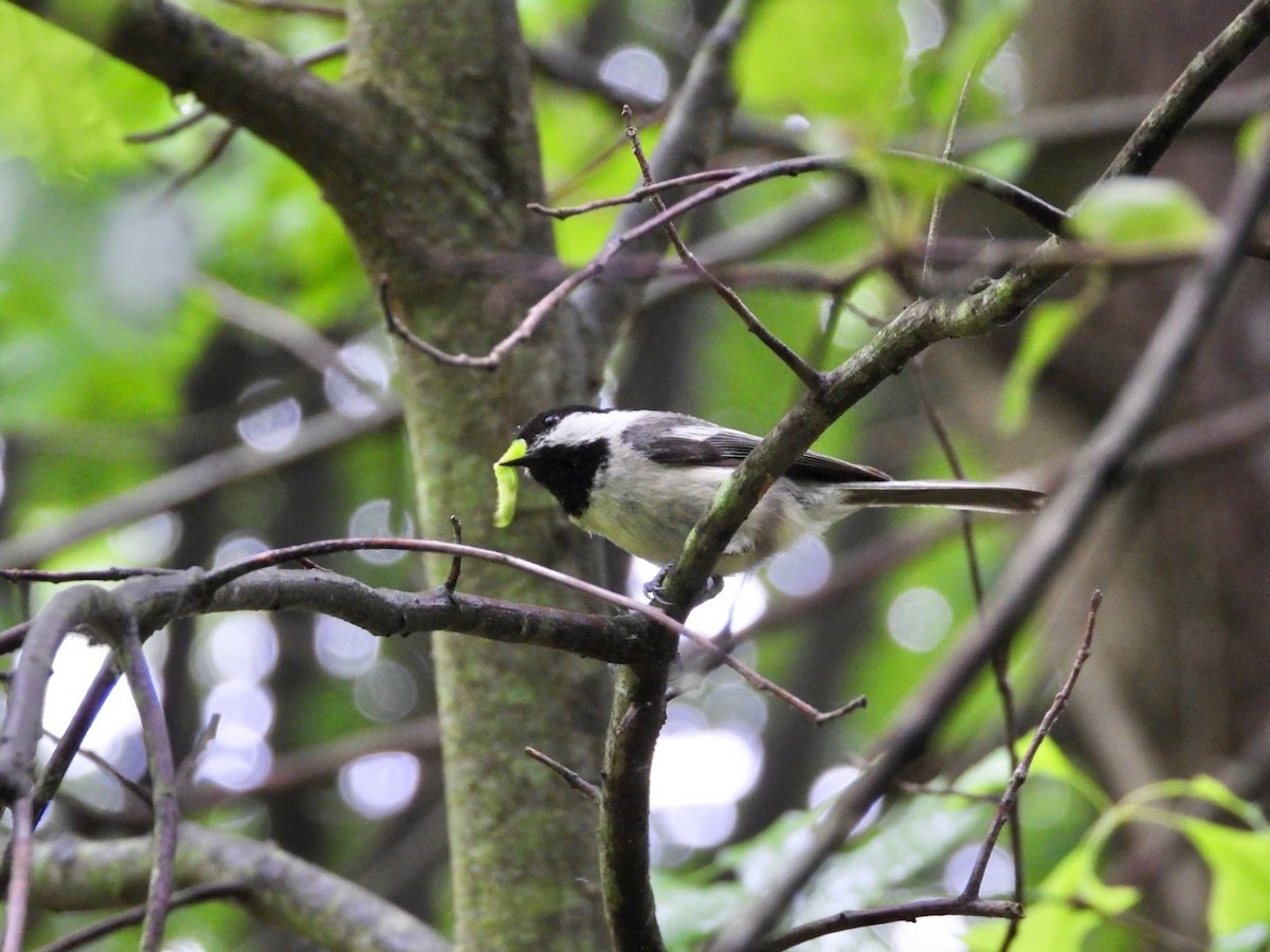 Black-capped Chickadee - ML344866091