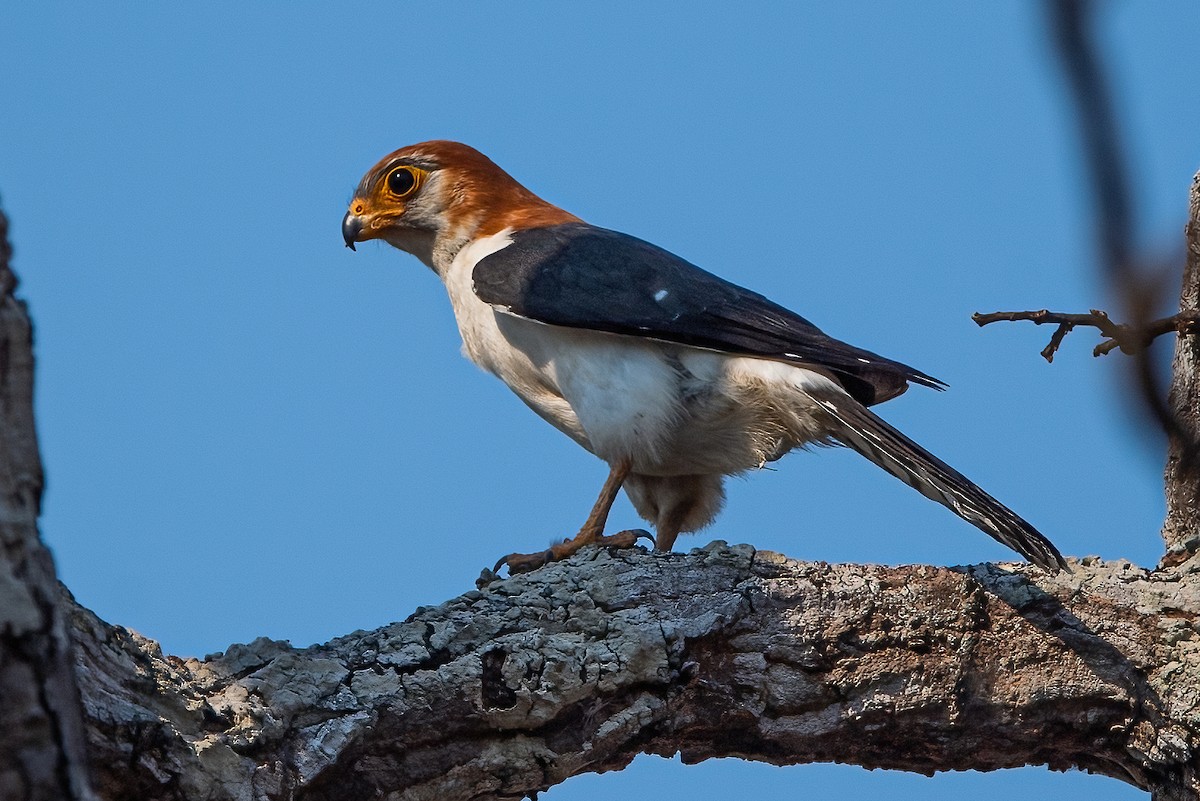 White-rumped Falcon - ML344866211