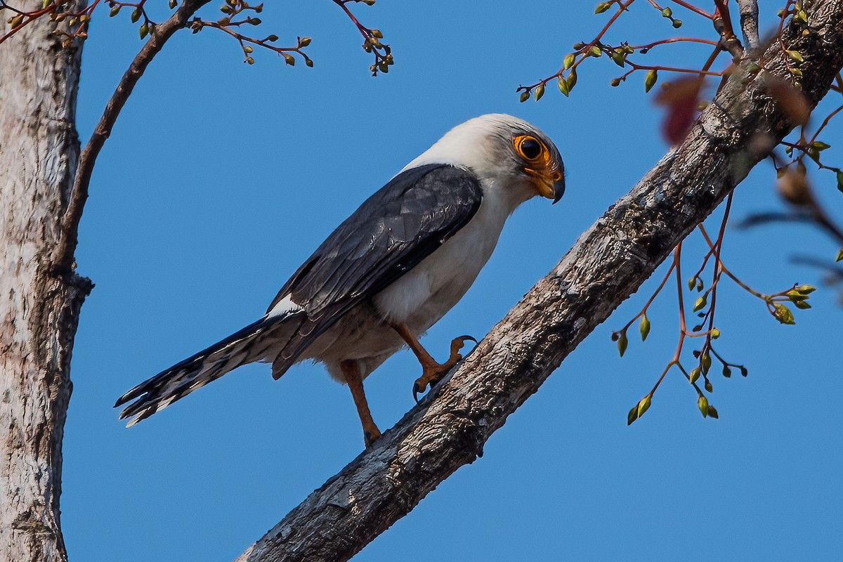 White-rumped Falcon - ML344866231