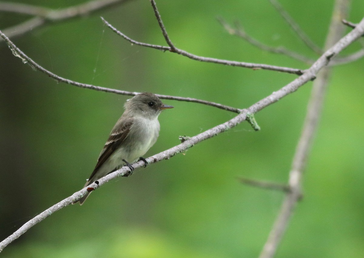 Eastern Wood-Pewee - ML344868501